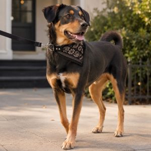 Correa con Bandana para Perro