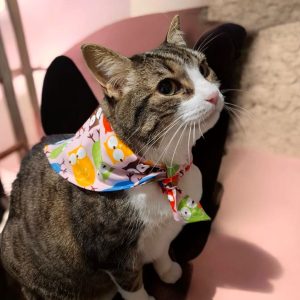 Bandanas sin Broche para Perros y Gatos